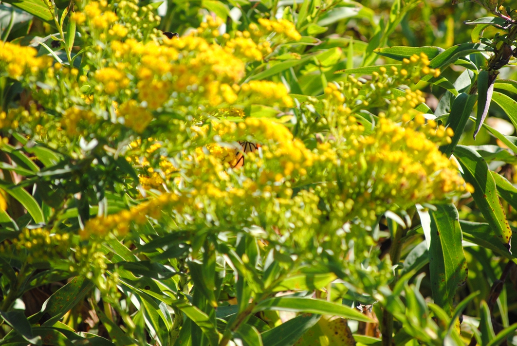 resting butterfly
