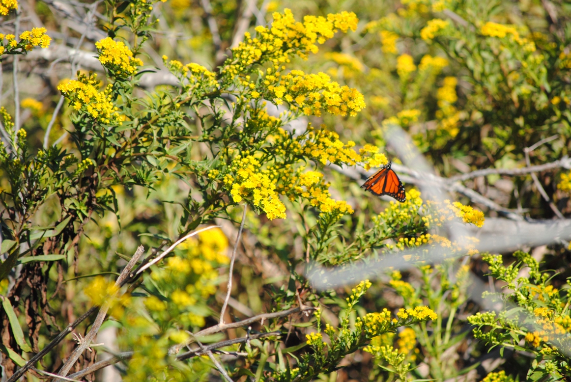 butterfly