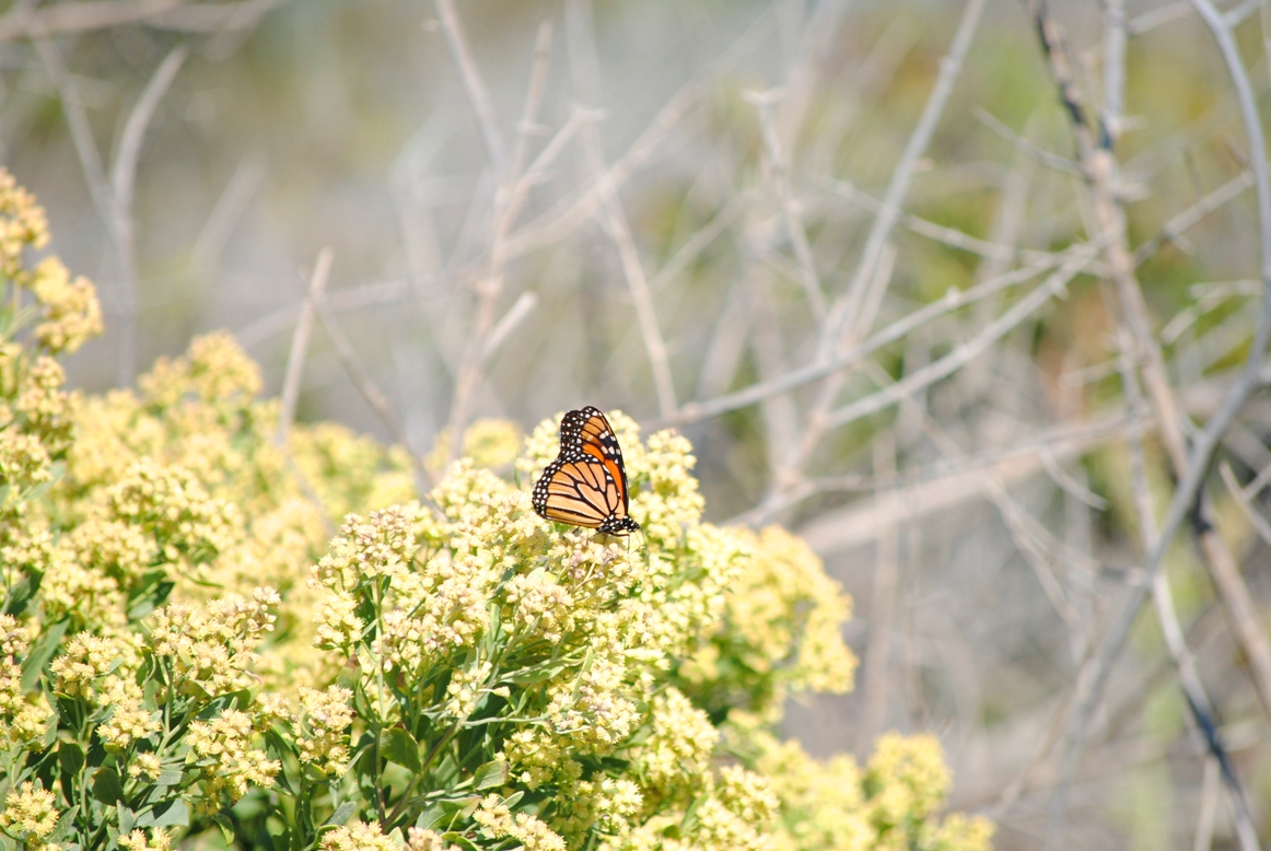 butterfly
