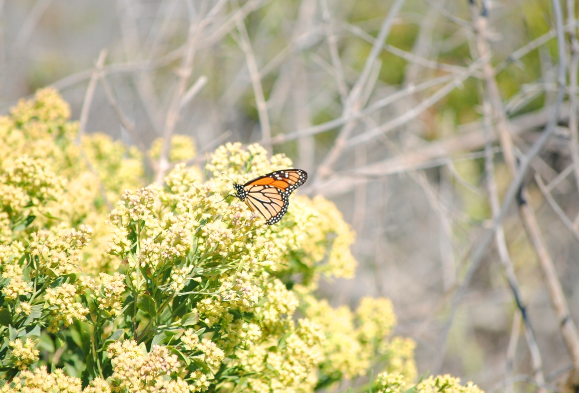 butterfly