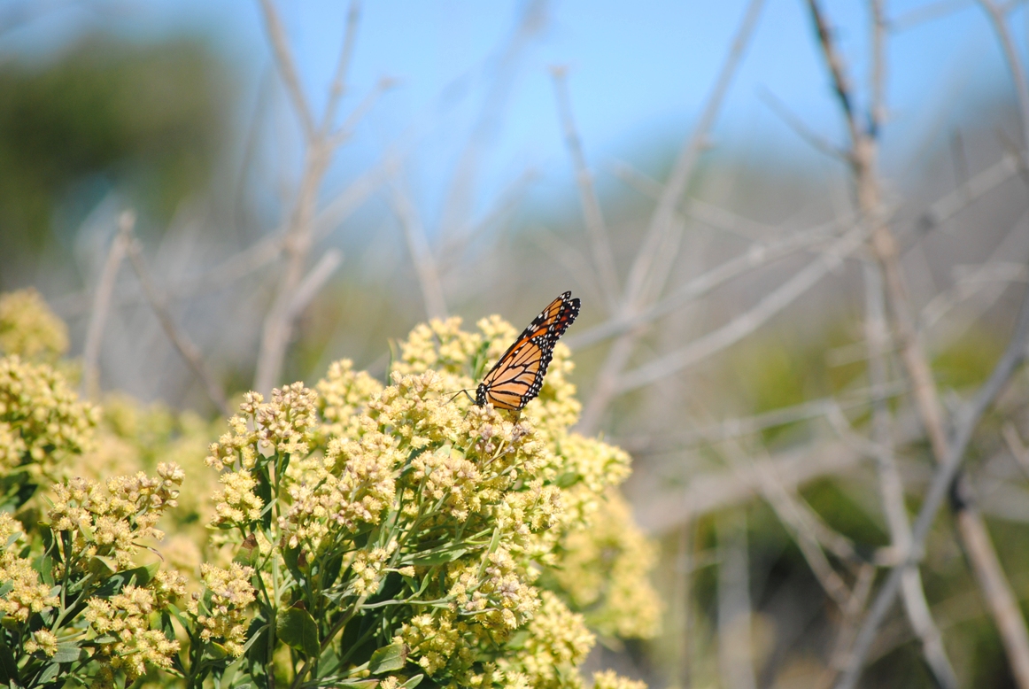 butterfly