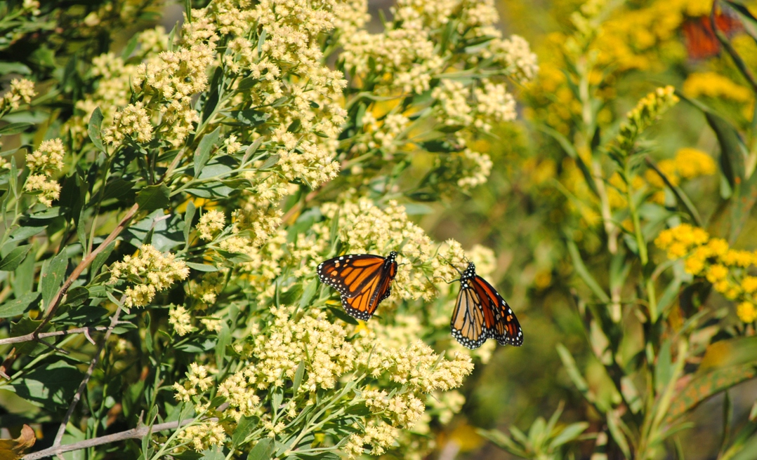 two butterflies