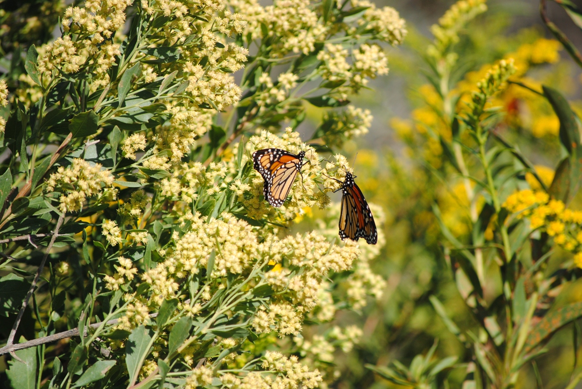 butterflies