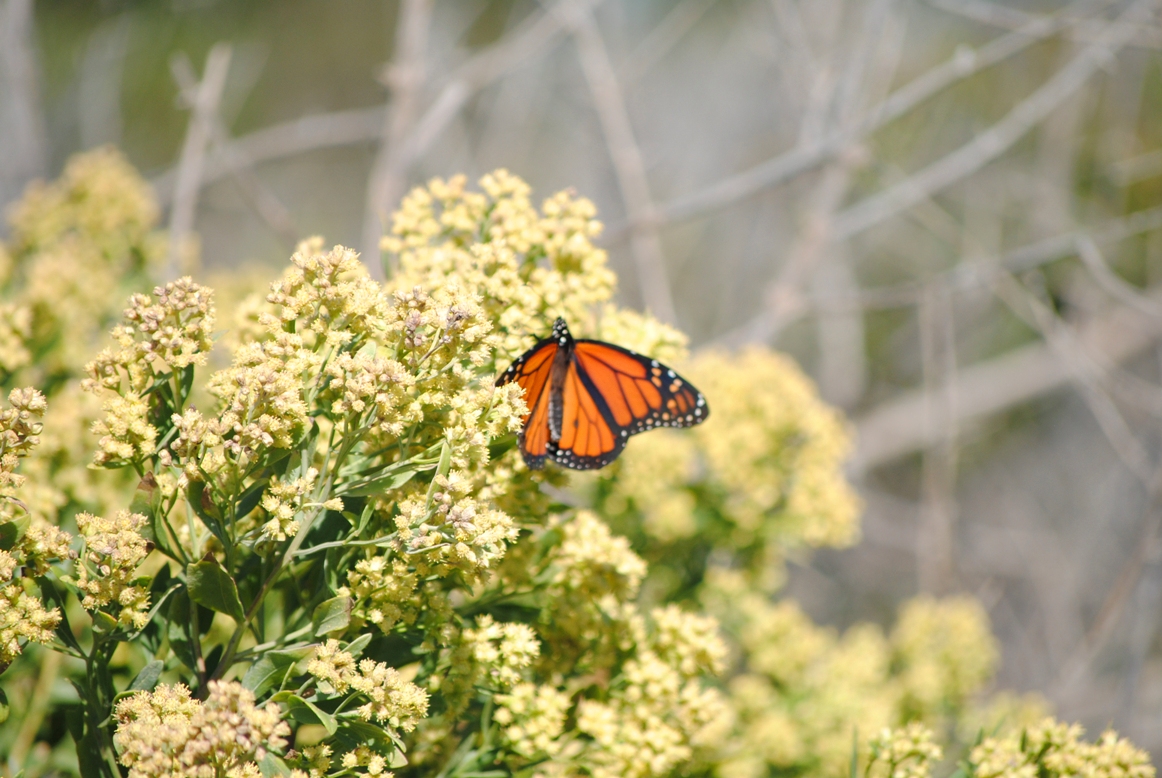 the butterfly