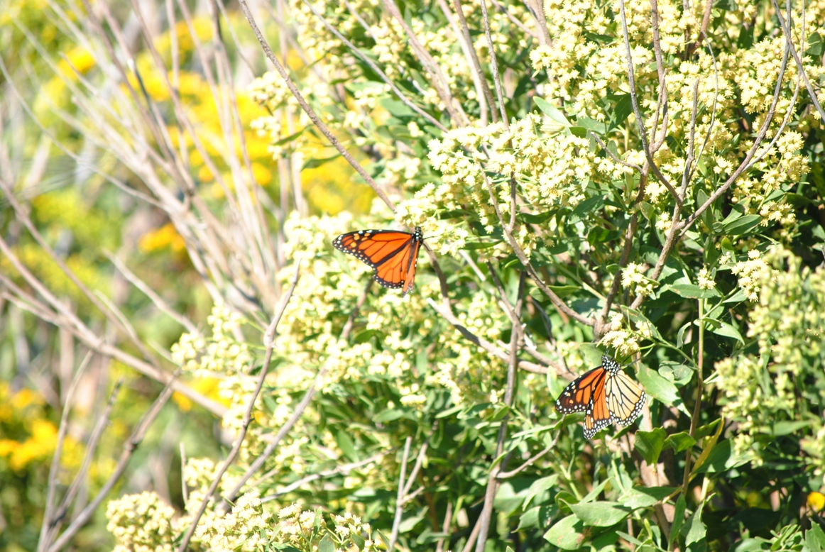 and the last butterfly photo