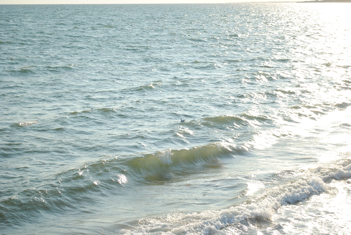 ocean and seagull