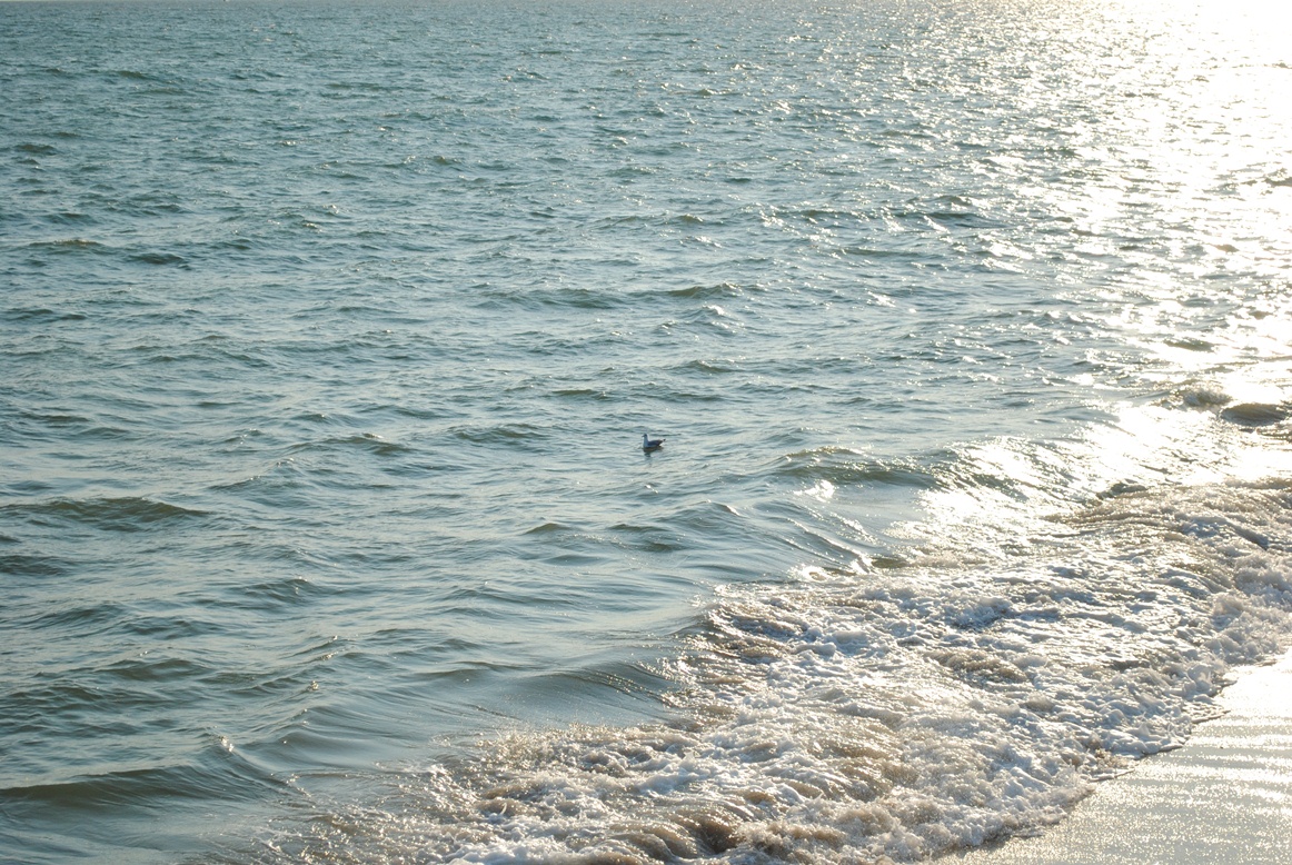 ocean and seagull