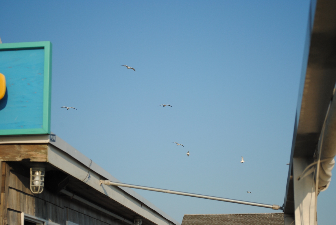 seagull