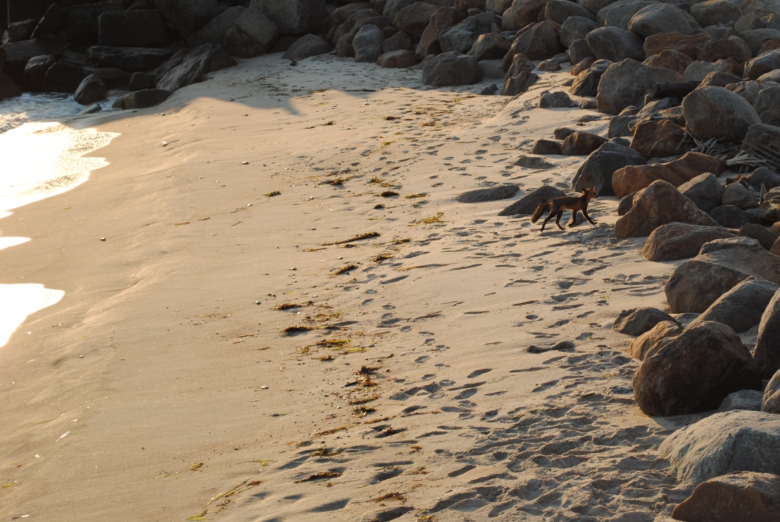 momentary break from the plane pictures because I spotted a fox on the beach