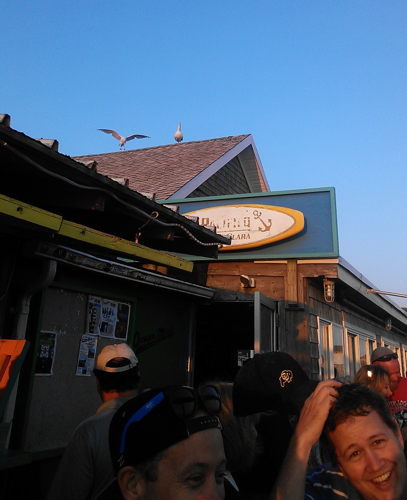seagulls on the roof