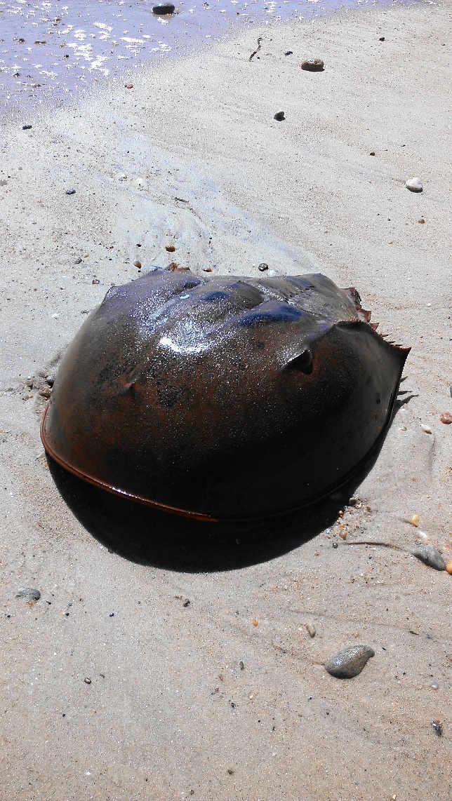 horseshoe crab