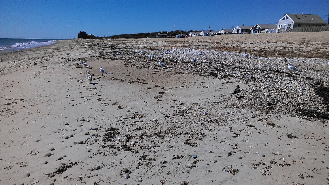 seagulls
