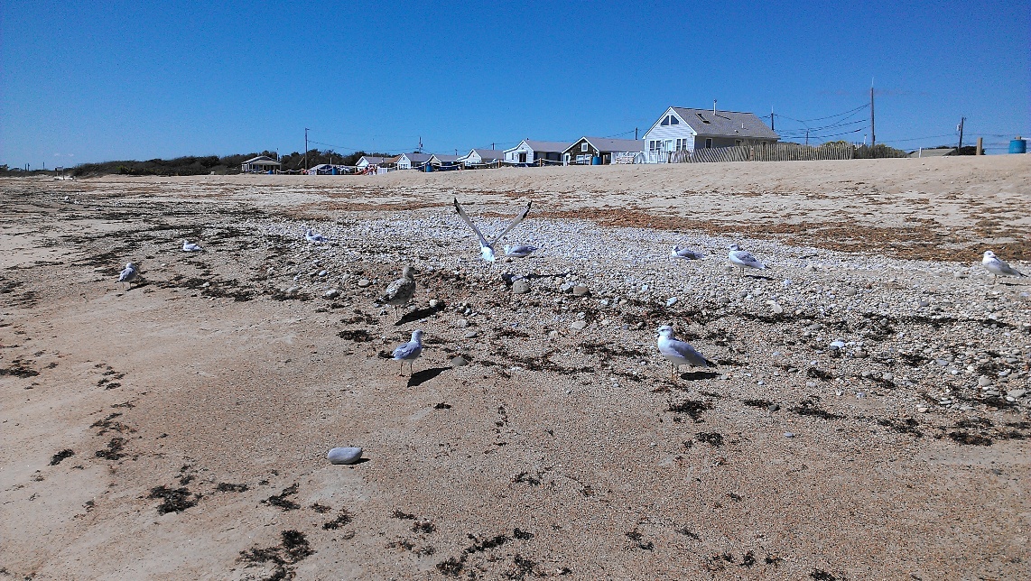 more seagulls