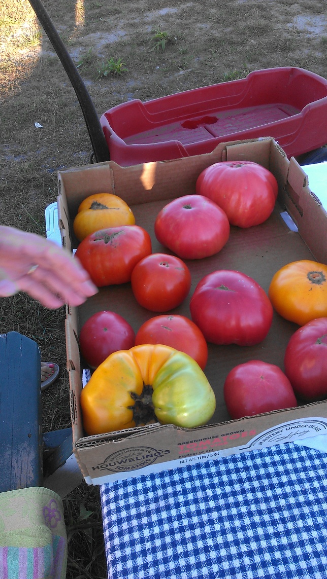fresh tomatoes from the garden for errybody