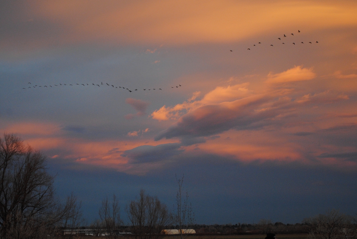 sunset and birds